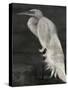 Textured Egret I-Stellar Design Studio-Stretched Canvas