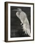 Textured Egret I-Stellar Design Studio-Framed Art Print