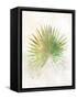 Textured Fan Palm-Ken Roko-Framed Stretched Canvas