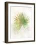 Textured Fan Palm-Ken Roko-Framed Art Print