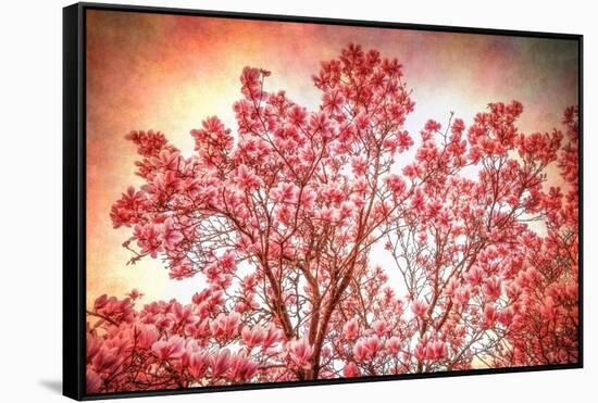 Textured Magnolias-Philippe Sainte-Laudy-Framed Stretched Canvas