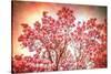 Textured Magnolias-Philippe Sainte-Laudy-Stretched Canvas