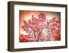 Textured Magnolias-Philippe Sainte-Laudy-Framed Photographic Print