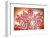 Textured Magnolias-Philippe Sainte-Laudy-Framed Photographic Print