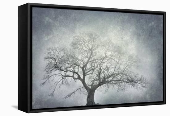 textured nature-Phillipe Manguin-Framed Stretched Canvas