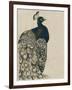 Textured Peacock I-Grace Popp-Framed Art Print