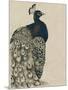 Textured Peacock I-Grace Popp-Mounted Art Print