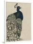 Textured Peacock I-Grace Popp-Framed Premium Giclee Print