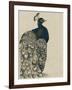 Textured Peacock I-Grace Popp-Framed Art Print