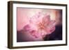 Textured Peony-Philippe Sainte-Laudy-Framed Photographic Print