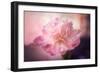 Textured Peony-Philippe Sainte-Laudy-Framed Photographic Print