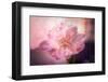 Textured Peony-Philippe Sainte-Laudy-Framed Photographic Print