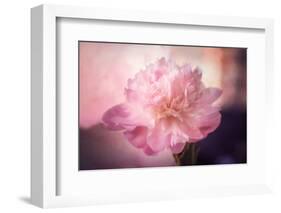 Textured Peony-Philippe Sainte-Laudy-Framed Photographic Print