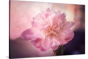 Textured Peony-Philippe Sainte-Laudy-Stretched Canvas