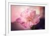 Textured Peony-Philippe Sainte-Laudy-Framed Photographic Print