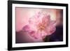 Textured Peony-Philippe Sainte-Laudy-Framed Photographic Print