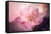 Textured Peony-Philippe Sainte-Laudy-Framed Stretched Canvas