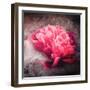Textured Red Peony-Philippe Sainte-Laudy-Framed Photographic Print