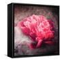 Textured Red Peony-Philippe Sainte-Laudy-Framed Stretched Canvas