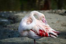 Close-Up Pink Flamingo Portrait. Wildlife Bird.-TextureWorld-Photographic Print