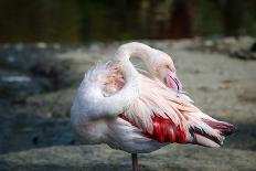 Close-Up Pink Flamingo Portrait. Wildlife Bird.-TextureWorld-Framed Photographic Print