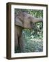 Thai Baby Elephant, 2017-null-Framed Photographic Print