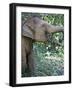 Thai Baby Elephant, 2017-null-Framed Photographic Print