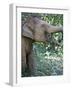 Thai Baby Elephant, 2017-null-Framed Photographic Print