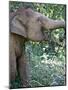 Thai Baby Elephant, 2017-null-Mounted Photographic Print