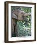 Thai Baby Elephant, 2017-null-Framed Photographic Print