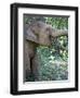 Thai Baby Elephant, 2017-null-Framed Photographic Print