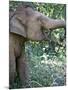 Thai Baby Elephant, 2017-null-Mounted Photographic Print