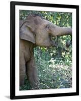 Thai Baby Elephant, 2017-null-Framed Photographic Print