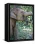 Thai Baby Elephant, 2017-null-Framed Stretched Canvas