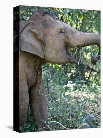 Thai Baby Elephant, 2017-null-Stretched Canvas