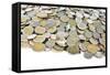 Thai Baht Coins-Anan Kaewkhammul-Framed Stretched Canvas