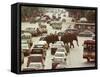 Thai Elephants Maneuver Their Way Through a Bangkok Traffic Jam in Downtown-null-Framed Stretched Canvas