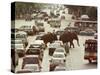 Thai Elephants Maneuver Their Way Through a Bangkok Traffic Jam in Downtown-null-Stretched Canvas