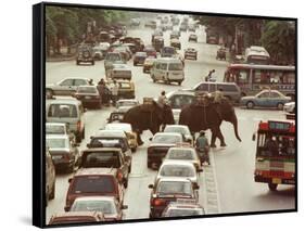 Thai Elephants Maneuver Their Way Through a Bangkok Traffic Jam in Downtown-null-Framed Stretched Canvas