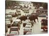 Thai Elephants Maneuver Their Way Through a Bangkok Traffic Jam in Downtown-null-Stretched Canvas