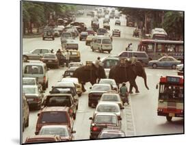 Thai Elephants Maneuver Their Way Through a Bangkok Traffic Jam in Downtown-null-Mounted Premium Photographic Print