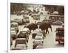 Thai Elephants Maneuver Their Way Through a Bangkok Traffic Jam in Downtown-null-Framed Photographic Print