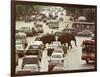 Thai Elephants Maneuver Their Way Through a Bangkok Traffic Jam in Downtown-null-Framed Photographic Print