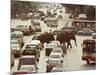 Thai Elephants Maneuver Their Way Through a Bangkok Traffic Jam in Downtown-null-Mounted Photographic Print