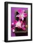 Thai Table Decoration: Orchids in Wooden Box-Foodcollection-Framed Photographic Print