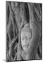 Thailand, Ayutthaya, Buddha head growing in roots of Banyan tree at Wat Mahathat.-Merrill Images-Mounted Photographic Print