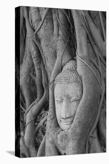 Thailand, Ayutthaya, Buddha head growing in roots of Banyan tree at Wat Mahathat.-Merrill Images-Stretched Canvas