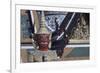 Thailand, Bangkok, Detail of Statue of Yak Guardian in Wat Phra Kaew Temple-null-Framed Giclee Print