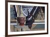 Thailand, Bangkok, Detail of Statue of Yak Guardian in Wat Phra Kaew Temple-null-Framed Giclee Print