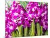Thailand, Bangkok Street Flower Market. Flowers ready for display.-Terry Eggers-Mounted Photographic Print